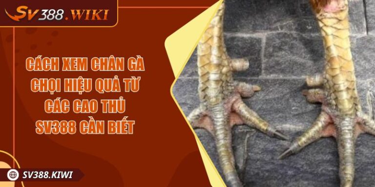 Cách Xem Chân Gà Chọi Hiệu Quả Từ Các Cao Thủ SV388 Cần Biết 1 Cách Xem Chân Gà Chọi Hiệu Quả Từ Các Cao Thủ SV388 Cần Biết