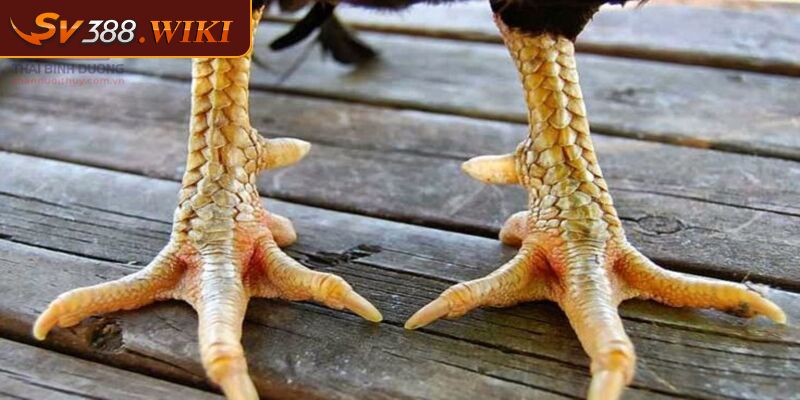 Vảy Hoa Mai Đặc Điểm Và Cách Chăm Sóc Chiến Kê Quý Hiếm 2 Cách chăm sóc và huấn luyện chiến kê vảy hoa mai