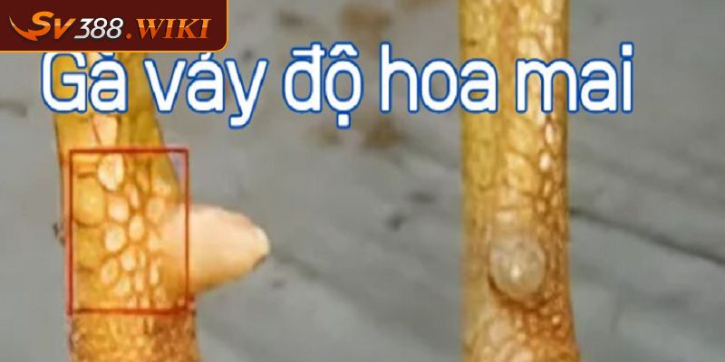 Vảy Hoa Mai Đặc Điểm Và Cách Chăm Sóc Chiến Kê Quý Hiếm 1 Vảy hoa mai là gì?