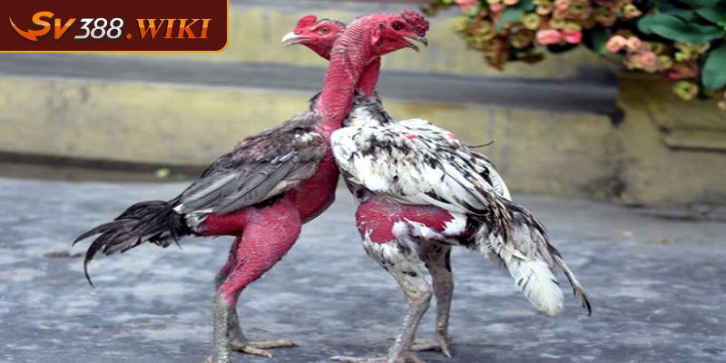 Vảy Hoa Mai Đặc Điểm Và Cách Chăm Sóc Chiến Kê Quý Hiếm 3 Các phương pháp huấn luyện