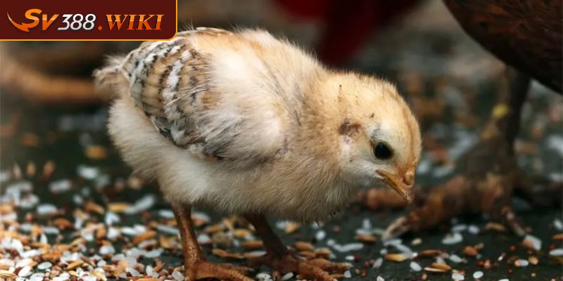 Cách Chăm Sóc Gà Con Mới Nở Hiệu Quả Tại Nhà Cho Sư Kê 2 Lưu ý quan trọng trong cách chăm sóc gà con mới nở