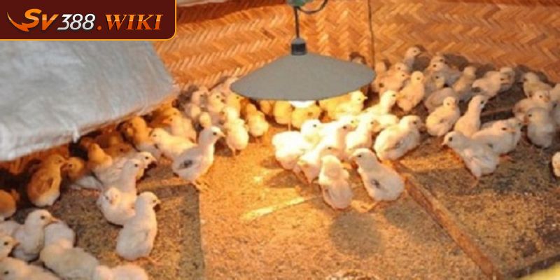 Cách Chăm Sóc Gà Con Mới Nở Hiệu Quả Tại Nhà Cho Sư Kê 1 Cách chăm sóc gà con mới nở