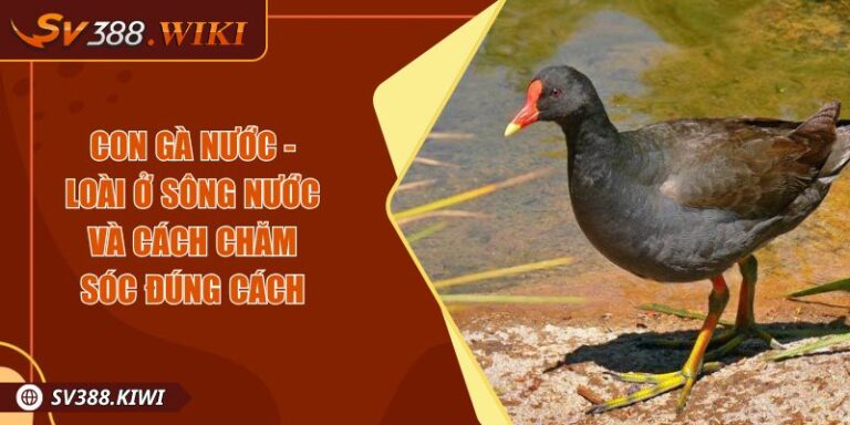 Con Gà Nước - Loài Ở Sông Nước Và Cách Chăm Sóc Đúng Cách 1 Con Gà Nước - Loài Ở Sông Nước Và Cách Chăm Sóc Đúng Cách