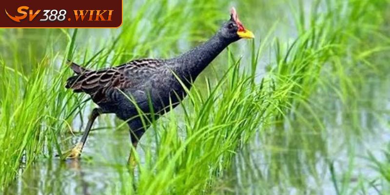 Con Gà Nước - Loài Ở Sông Nước Và Cách Chăm Sóc Đúng Cách 1 Con gà nước là gì?