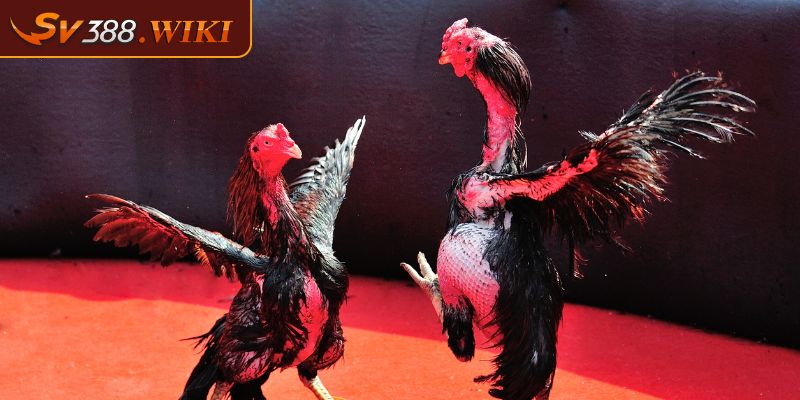 Kèo Đá Gà Mẹo Bắt Kèo Hiệu Quả Nhất Từ Sư Kê Chuyên Nghiệp 2 Lưu ý khi thực hiện cách bắt kèo đá gà
